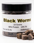 🐛 BIG Australian Blackworms 10g - Back in Stock